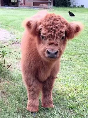 🔔 Volume on! Leo has something important to say.#minicow #minicows #minicowsoftiktok #calvesoftiktok #cowsoftiktok#cowmoo #babymoo #moo #moomoos #moomoo #fluffy #fluffycow #fluffycowsoftiktok #highlandcow #babycoos