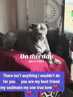 #onthisday #proudpittiemomma #proudpittieadvocate #pitbulllifestyle #endbslworldwide #gettoknowapitbull #endthehateandmuder #dontbullymybreed❤ #pitbullsoftiktok  