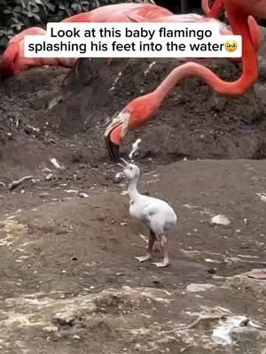 I love this!! #aww #toocute #baby #flamingos #babyflamingo #splashing #webbers #animals #birds #amusing #interesting #Love #smile 