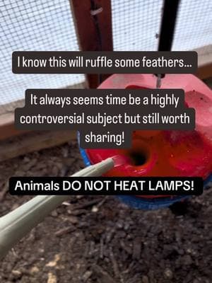 I know this will ruffle some feathers…  It always seems time be a highly controversial subject but still worth sharing!  As it gets colder out there; and when I say cold I mean below zero in Wisconsin; everyone’s idea of cold will be different.  Heat lamps are often more harmful than good! Causing countless fires and also extra condensation on the animals which then freezes resulting in more harm!  Unless an animal is a newborn or sickly.. coats and heat lamps are not needed; and even then be cautious!  Many over think an animals ability to keep warm all they need is a safe, dry, draft free shelter, ( ventilation is good, drafts are not) extra bedding and straw, and some extra grain or roughage to keep their body heat up and access to fresh water! Of course their are exceptions to the rule but their are also safer heating options. At the end of the day do your own research and do what you feel comfortable with. . . . . #wildrootacres #homesteading #simpleliving #farmlife #goats #raisingchickens 