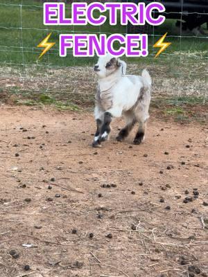 #faintinggoats #faint #myotonic #myotonicgoat #goat #goatlife #goattok  #farmlife #farmtok 