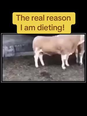 #cow#cowboy #funny #diet#pepsiapplepiechallenge #hospice #grief #sexy #fall #omg 