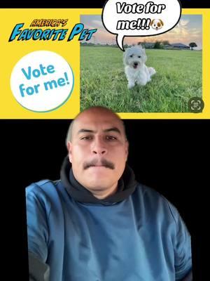 #greenscreen Do me all a favor and go vote for Miah!!! Let’s get her to first place!!!🥇 She will appreciate it!!!🐶 #americasfavoritepet #vote #dogs #multipoo #doglovers #dogowners #dogsoftiktok #dogfood #contest #doglove #dogmomsoftiktok #dogmom 