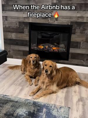 We are frozen in Florida 🥶 @airbnb #chloeandcalliesgoldenlife #airbnb #goldenretriever #florida #travel #airbnbfinds 