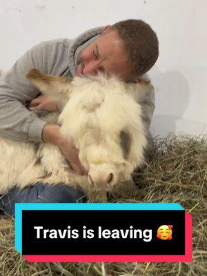 Travis is getting some last minute snugs before he goes to his new forever home!  We are all gonna miss this little guy!  🥰 #fluffyfeatherfarm #minidonkey #snugs #donkey #cuteface #babyfarmanimals #sofluffy  Website: https://fluffyfeatherfarm.com Merchandise: https://fluffyfeatherfarm.square.site