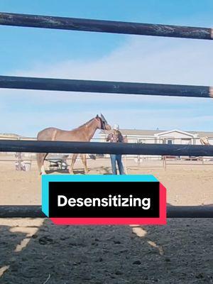 Desensitizing Sage...speed up #rockinkhorses #sage #redroanhorse #redroanmare #strawberryroan #strawberryroanmare #desensitizing #roundpen #roundpenwork #roundpentraining #horsetraining #coltstarting #SpringervilleAZ #Arizona #azhorselife #FNX #FNXelite #fnxfit #fnxambassador #hygainfeeds 