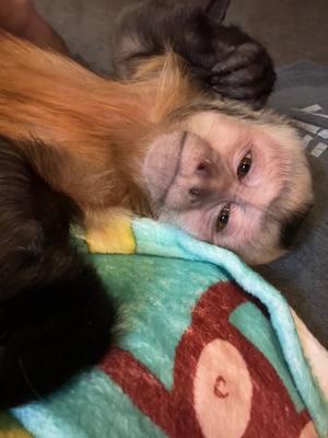 Fighting that sleep hard.  #monkeysoftiktok #snuggles #cuteanimals 