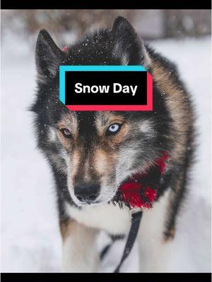 My boys absolutely love snow days so we played outside and took some portraits! #dogs #dogsoftiktok #dogtok #dogphotographer #dogphotography #photography #sonya7rv #sigmalens #sonycamera #snowday #snowphotoshoot 