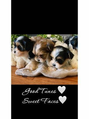 All the crew… they love good tunes, and being spoiled. #foryoupage❤️❤️ #foryoupage #foryou #puppy #puppytiktok #shorkie #shorkiesquad #shorkiesoftik #fyp #fypシ #puppy #puppies #puppy #foryourpage #fypシ゚viral 