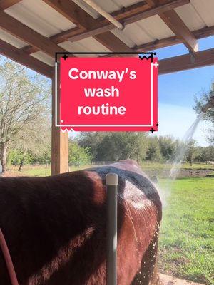 Conway’s wash routine… Part 1 #fyp #showcattle #influencer #showlife #cattle #keepinitcountry #viralvideo #washroutine #conway 