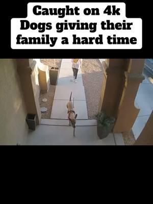 They just want to play! #dogs #dogsoftiktok #funnyvideos #funnyvideo #funnymoments #funnytiktok #unitedstates #fyp #afentertaiment #failvideo #failarmy 