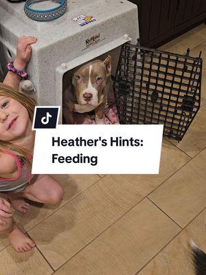 Heather's Hints: Teach your dog how to be calm before eating. This creates impulse control amd patience, also helps to build a great relationship as you are the one providing mental activities before feeding. @Heather's Heroes #HeathersHints #HeatherBeck #k9cowgirl #XLBully #puppytraining ##DogTraining #bullypuppy #3leggeddog #Yorkie #caninecattleandcamelranch 