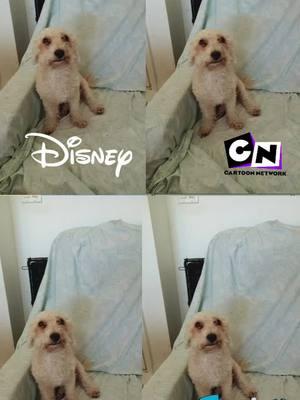 #disney #cartoonnetwork #pixar #familyguy #charlythegoldenpoodle #charlyscornerstore #poodlesoftiktok 