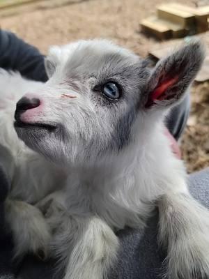 perfection #goatsoftiktok #babygoat #babygoatsoftiktok #kendricklamar #trending #goats #funny #minifarm #farmanimals #farmlife #farmtok #goattok #nigeriandwarfgoats #cute #viral #fyp #fypシ #foryou #farms #babyanimals #goatkids 