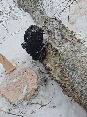 #chaga#bossstuff #fyp #logging #loggerlife #homeremedies 