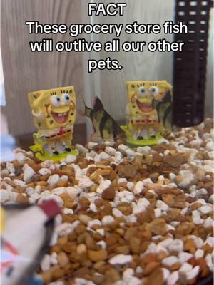 #PetFishChronicles #FishFromTheStore #UnlikelyPets #ForeverPet #PetGoals #FishyFriends #GroceryStorePets #LowMaintenancePets #AquariumLife #PetHumor #FishAreFriends #ViralPetVideo #UnexpectedPets #FishTales #TrendingPets #ComedyGold #PetLoversOfTikTok #LifeWithPets #PetParents