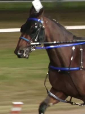 In the #2 spot of our #Top10 is Twin B Joe Fresh! #harnessracing #ustrotting 