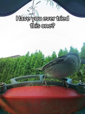 3 seconds and he’s gone 👋 #birdbuddy #funnyanimals #nature #wildlife #juno 