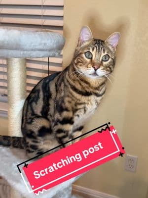 Every cat should have a #cat scratching post. They need to be taught where they should scratch. Yes to the cat tree no to your furniture. #pets #kittens #bengal 