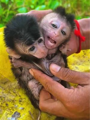 Rescue the poor baby monkey #monkey #monkeys #monkeydluffy #babymonkey #cute #cutemonkey #wildlife #monkeyface #usa #wildanimals #animals #pet #foryou #cuteanimals #poor #monkeybaby #monkeylover #babyanimals #adorable #viral 