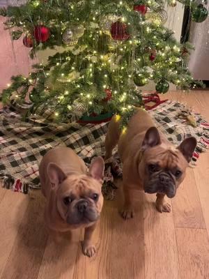 Christmas may be over but we still had to hook up our cousin Milo with a vacuum from @LMVVC #petsmartmademebuyit #LMVVC #Pet #CleaningGear#dog #dogsoftiktok #PetsOfTikTok #dogs #frenchie #frenchiesoftiktok #frenchies #frenchiesociety #frenchbulldog #frenchbulldogs #dogsoftiktokviral 