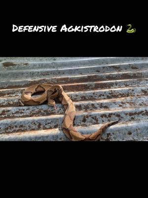 Here are some Agkistrodon that were displaying defensive behavior. 🐍  #cottonmouth #copperhead #bigsnake #snakesoftiktok #snake #venomous #reptile #nature #fyp #tiktok #herping #wildlife #viral #critter #scary #misunderstood #snakes 