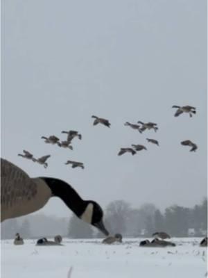 Migrators floating in 🥶  #goosehunting #moltgear #bigfootdecoys #bigalsdecoys 