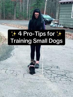 ✨4 Pro-Tips for Training Small Dogs✨ #smalldog #yorkie #dogproblems #smalldogproblems #fyp #dogmom 