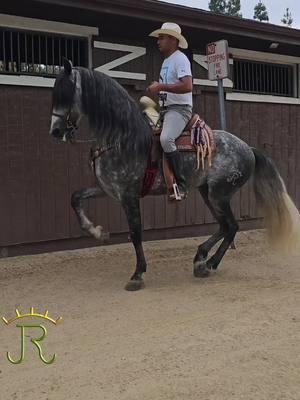 #RANCHOLOSJIMENEZ  #PURARAZAESPAÑOLA  #caballosbailadores  #horses #caballos #losangeles #fyp #ESPAÑOL #viralreels #equestrian #ALTAESCUELA 