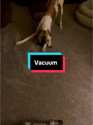 Folklore fighting a vacuum. I love this audio. Thanks @Meghan @ Stargazer Hollow Farm #saluki #dog #sighthound 