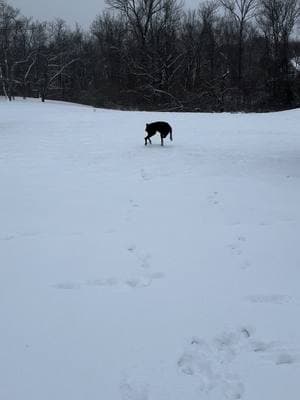 Snow shenanigans Doberman style #dog #doberman #reddoberman #derpydog #reddobi #dobermanpinscher #cutedog #dobi #dobipuppy 