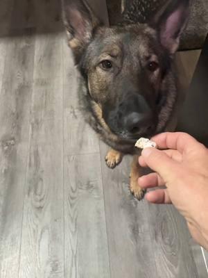 #germanshepherd #dogtreats #gsddog #douglasworldview 