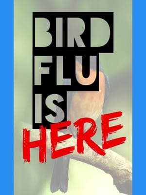 Breaking: In a callback to the Co**d19 outbreak in November and December of 2019, The Avian Bird Flu has claimed it’s first human life. Avian influenza, commonly called “bird flu,” is a viral infection that spreads in birds, cows and other animals. It can sometimes spread to people. In humans, H5 subtypes of influenza A are the most common cause.  It can cause mild to critical respiratory symptoms and pink eye.  People who work or who are around  poultry, waterfowl, cardinals, blue-jays, crows and dairy cows are most at risk. #fyp #foryoupage #viral #news #topnews #breakingnew 