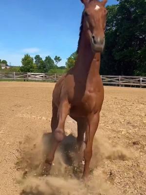 Had to hop on the trend with my red horse lol. His rear will forever be my favorite😆 #espanasilkgroomingproducts #teamespanasilk #libertyhorse #libertyhorses #libertyhorsetraining #gelding #chestnuthorse #chestnutgelding #redhorse #thoroughbred 