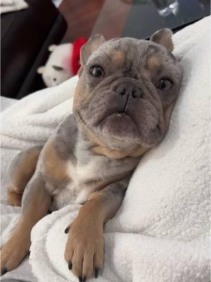 🥹 #mansbestfriend #cutedogs #frenchielove #merlefrenchbulldog #PetsOfTikTok 