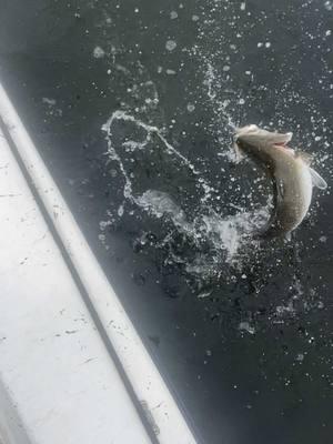 She ate it. #galvestonbay #bartlettsguideservice #texascheck #guidelife #fishingguide #saltwater #galvestonbayfishing #speckledtrout #gatortrout #gatortok 