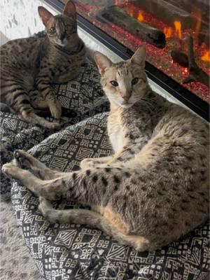 My sweet angels 😻 #fyp #cat #sweetangels #savannahcat #catsoftiktok #catlover #trending #viral #foryoupage