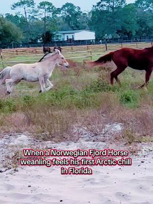 Henrik is experiencing the first bit of weather that he was built for and he LOVES it!  Not often that we get such cold days in Florida, he wants more!  #fjordhorse #weanling #horse #equine #arcticair 