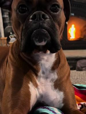 I have the best seat in the house #zeustheboxerdog #lunatheboxerdog #boxersrule #boxerlife #boxerlove #boxerdogsoftiktok #boxerlovers #boxerdogs #boxers 