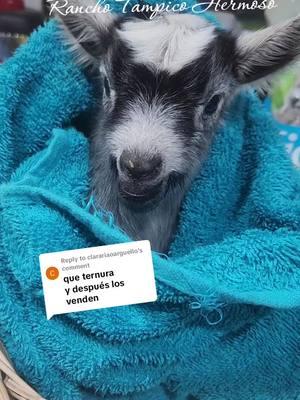 Replying to @clarariaoarguelloLa invitamos a conocer a Rancho Tampico Hermoso y despues nos da su opinion amiga.. #minigoat #fypシ #animales #ranchotampicohermosomadisonga #ranchoelzacatecanomadisonga #ranchoviral #foryou #minichivos 