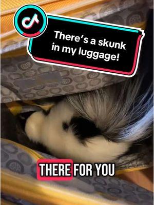 My little truffle piggy can find any snack anywhere, no matter how hidden it is! #skunk #pet #petskunk #animallover #animals #petlover #cute #aww #chocolate #snacks 