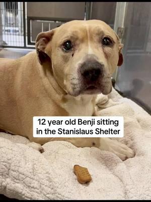 #benji #staffy #senior #seniordogsoftiktok #adopt #dog #shelter #shelterdog #adoptme #adoptdontshop #fyp 