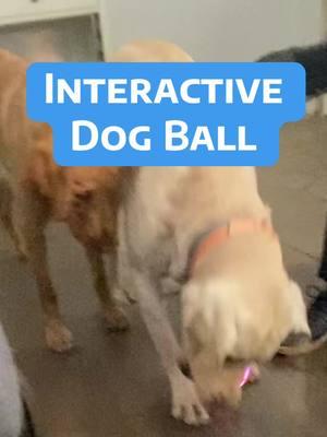 Interactive dog ball #interactive #dogball #dogtoy #interactivedogtoy #interactivedogball #labradorretriever #yellowlab #yellowlabrador #tiktokshoppets #pettoy @HardyPaw 