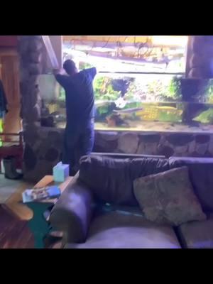 The Nicest Livingroom Tank! I’m Jealous! 😜 #monsterfish #fishtank #aquaponics #monsterfishkeepers #ilovemyjob