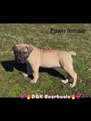 Have a wonderful beautiful day from D&K Boerboel and OK Elite Boerboels 🐶🐶🐶🐶💕💕💕💕💪💪💪💪🔥🔥🔥🔥🔥⭐️⭐️⭐️⭐️⭐️⭐️#dandkboerboels #midamericaboerboels #boerboelpuppies #Boerboels #southafricanboerboelpuppies #southafricanboerboels #boerboelbreeders #boerboelmagazine #boerboelkennels #nfl #NBA #MLB #NHL #atl #newyork #cali #texas #hiphop #hiphopculture #country #countrymusic #blackcountry #mississippi #florida #Nevada #boston #utah #northcarolina #southcarolina #canada🇨🇦🇮🇸 