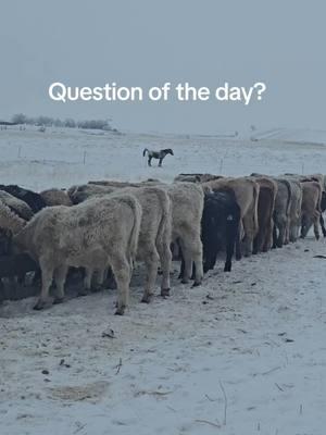 #ranchingquestionoftheday #makingmoneywithcattle #cows#forupage 