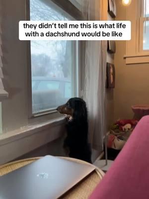 he loves to bark #dachshund #minidachshund #longhaireddachshund #blackandtandachshund #3leggeddachshund #3leggeddog #dachshundsoftiktok #miniaturedachshund #dogs #charlottenc #wlw #lgbtq #lesbian 