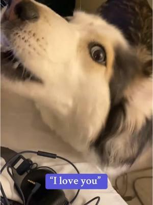 My talking husky #tiktokhusky #huskylife #funnyhuskyvideo #lunathehusky #talkinghusky #talkingdog #huskysoftiktok #husky #prettyhusky #wolfdog #huskyhowling #huskytalkingback  #huskytalk #talkingdogsoftiktok #wolfdog #bordercollie #gianthusky #souldog #puppiesoftiktok 