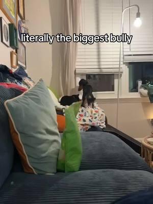 he always does this when she’s just relaxing and minding her own business #dachshund #minidachshund #longhaireddachshund #blackandtandachshund #3leggeddachshund #3leggeddog #dachshundsoftiktok #miniaturedachshund #dogs #charlottenc #wlw #lgbtq #lesbian 