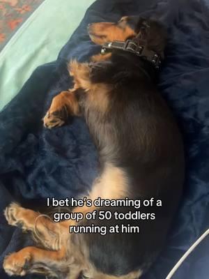 his true nightmare #dachshund #minidachshund #longhaireddachshund #blackandtandachshund #3leggeddachshund #3leggeddog #dachshundsoftiktok #miniaturedachshund #dogs #charlottenc #wlw #lgbtq #lesbian 